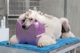 KUIVAUSTYYNY SHOW TECH